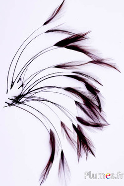 Coq filant - 10-15 cm - chocolat-noir